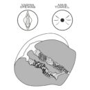 Streetgirl's #11 Black – Bild 5