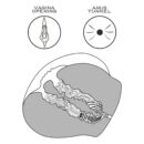 Streetgirl's #12 Black – Bild 5