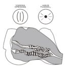 Streetgirl's #7 Black – Bild 8