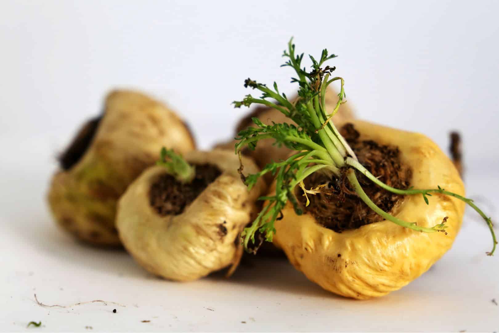 Maca Wirkung Männer