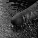 10" REAL SOFTEE Rechargeable Vibrating Dildo(Black) – Bild 2